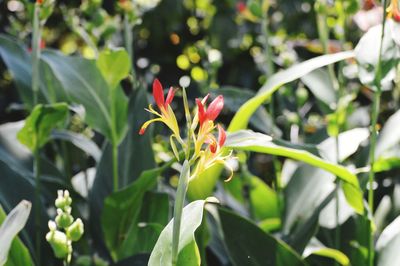 Close-up of day lily blooming outdoors