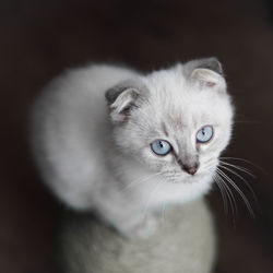 Close-up portrait of white lynx point scottish fold british shorthair cat kitten blue eyes