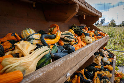 Various pumpkins on wooden structure