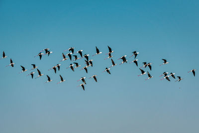 Low angle view of birds flying in the sky