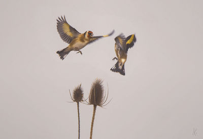 Low angle view of birds flying against the sky