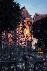 Trees and plants in city