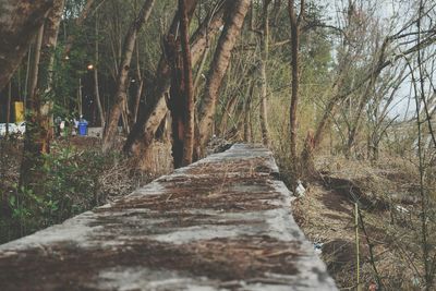 Dirt road amidst trees in forest