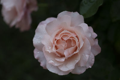 Close-up of rose against blurred background