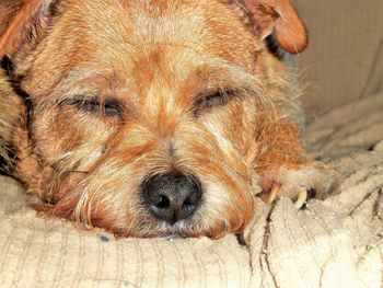 Close-up portrait of dog lying down