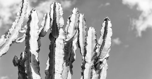 Close-up of frozen plant against sky