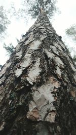 Low angle view of tree trunk