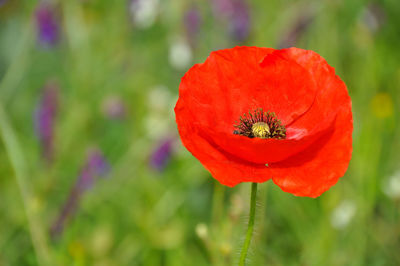 Close-up of red poppy growing on plant