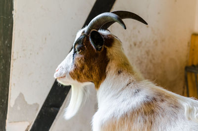 Side view of a male goat