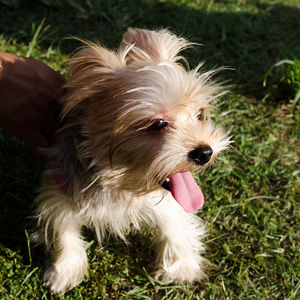 Close-up of dog sticking out tongue on grass