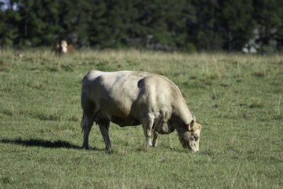 Horse grazing in a field