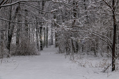 Bare trees in forest during winter