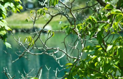 Close-up of tree branch