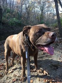 View of a dog lying on ground