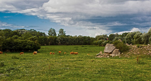 Sheep grazing on field against sky