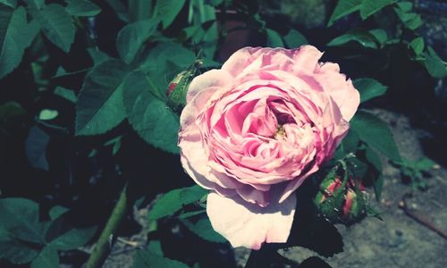 Close-up of pink rose