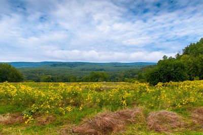 Scenic view of field against sky
