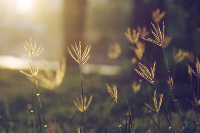 Close-up of flowers growing in field