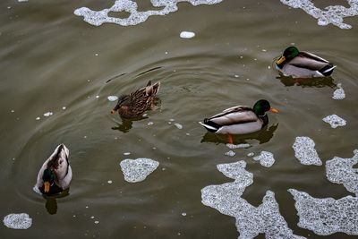 High angle view of swans swimming on lake