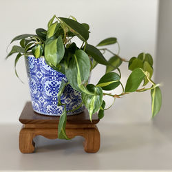 Close-up of potted plant on table at home