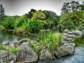 River flowing through forest