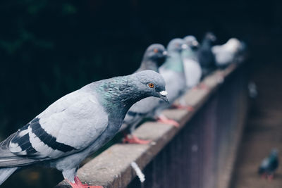 Close-up of bird perching outdoors