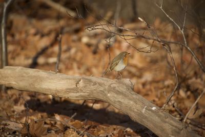 Close-up of bird perching on tree