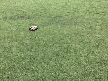 High angle view of ball on field