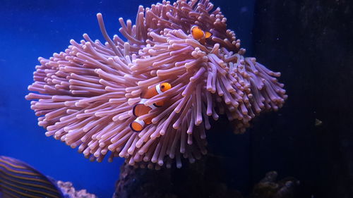 Close-up of fish underwater