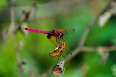 Close-up of dragonfly on leaf