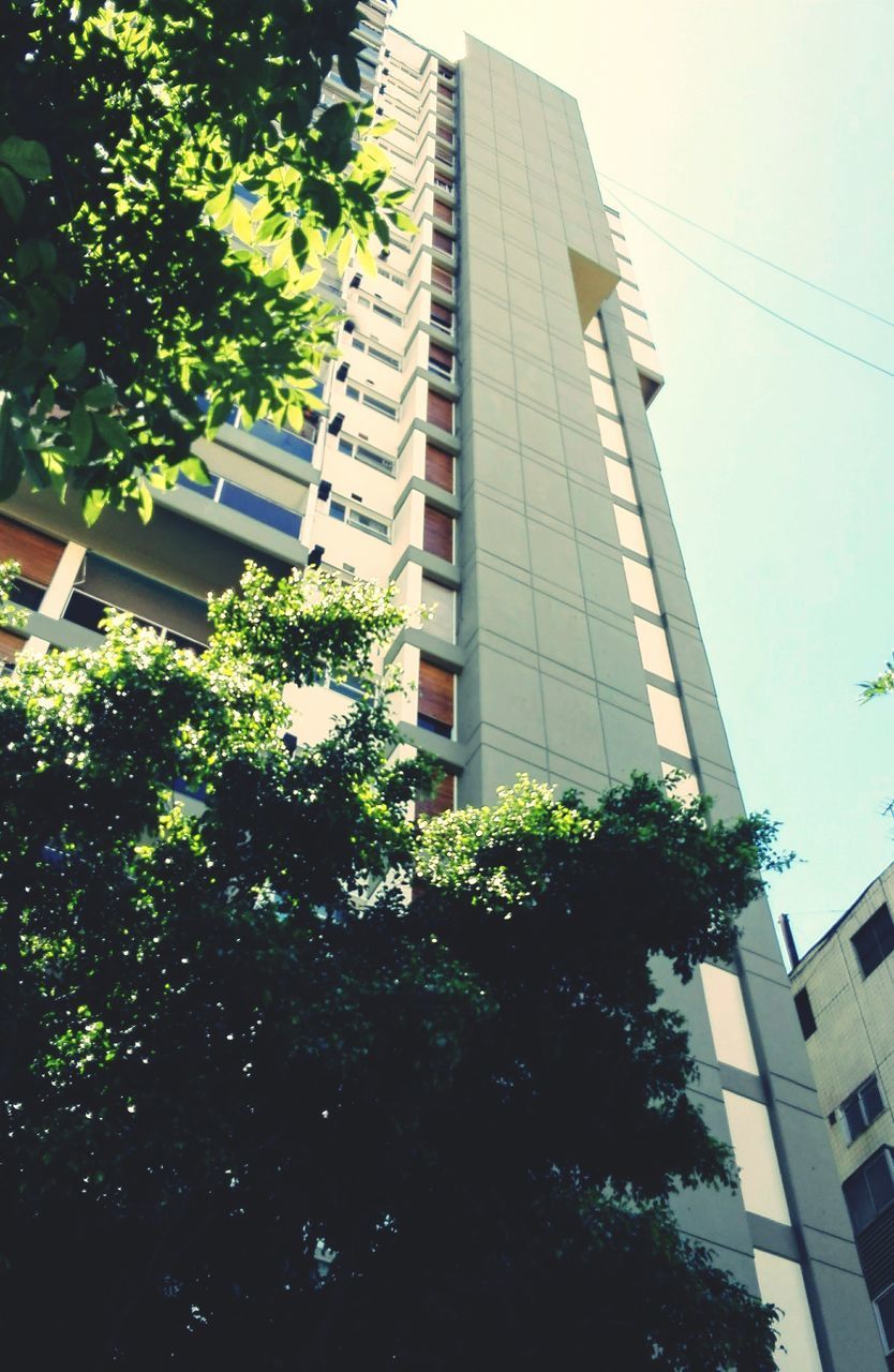 LOW ANGLE VIEW OF TREE WITH OFFICE BUILDING