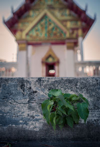 Plant growing on wall against building