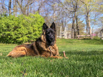 Dog in a field