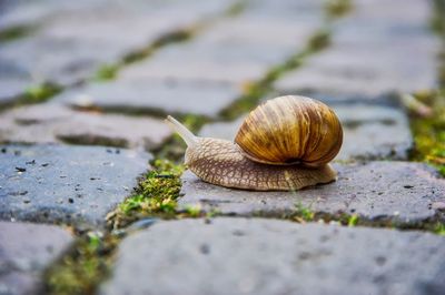 Close-up of snail on leaf