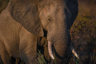 Close-up of elephant on field