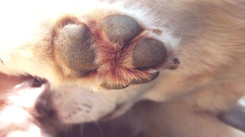 Close-up of dog sleeping