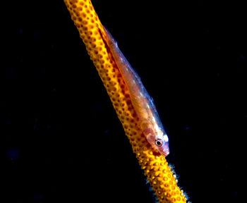 Close-up of fish underwater