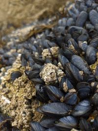 High angle view of shells on ground