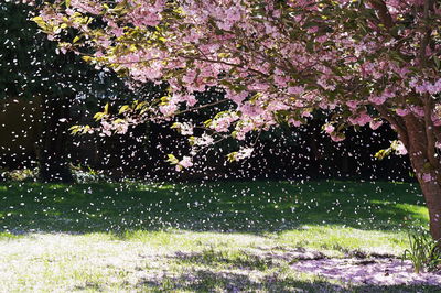 Cherry blossoms in park