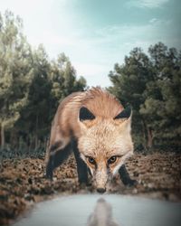 Portrait of fox drinking water