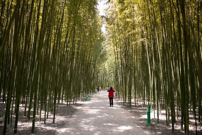 Rear view of woman walking on pathway along trees
