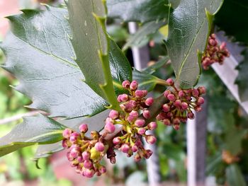 Close-up of leaves on twig