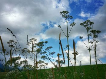 Low angle view of plants growing on field against cloudy sky