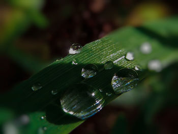 Close-up of water drops on leaf