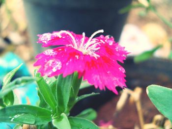 Close-up of water drops on flower blooming outdoors