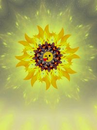 Close-up of yellow flower blooming outdoors