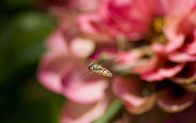 Close-up of bee on pink flower