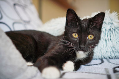 Close-up portrait of a cat