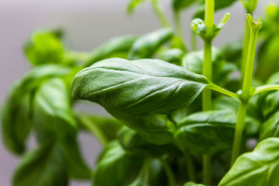 Close-up of fresh green plant