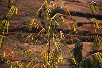 Close-up of dry grass on field